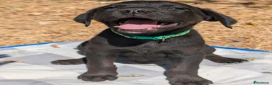 Mixed Breed 10