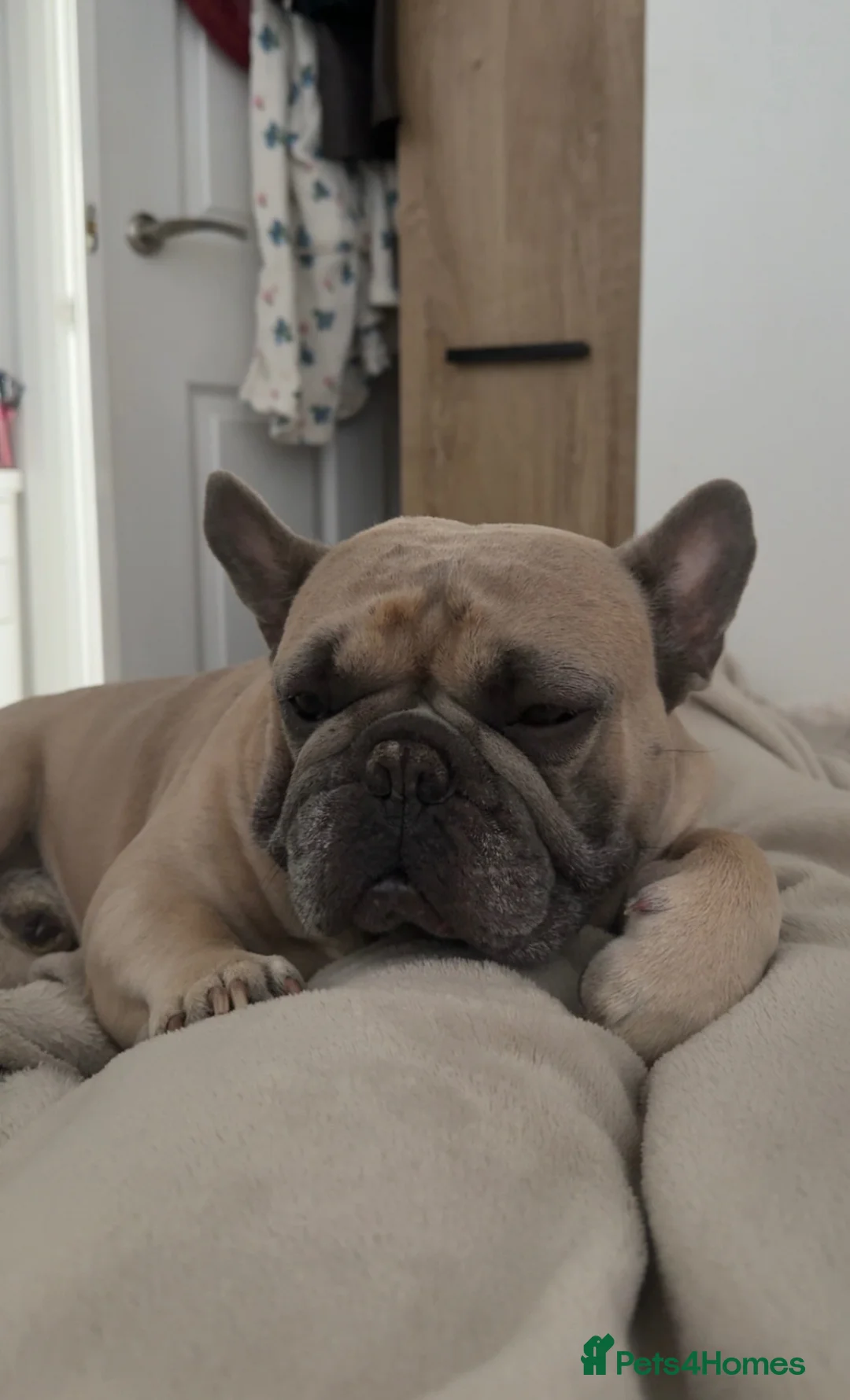 French Bulldog dogs for sale: 4 year old male French Bulldog  in Pontefract - Advert 2