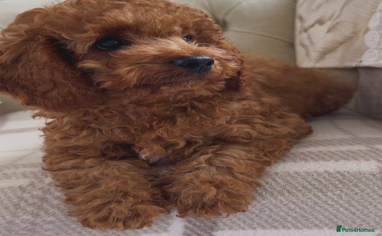 Cavapoo dogs - Advert 3
