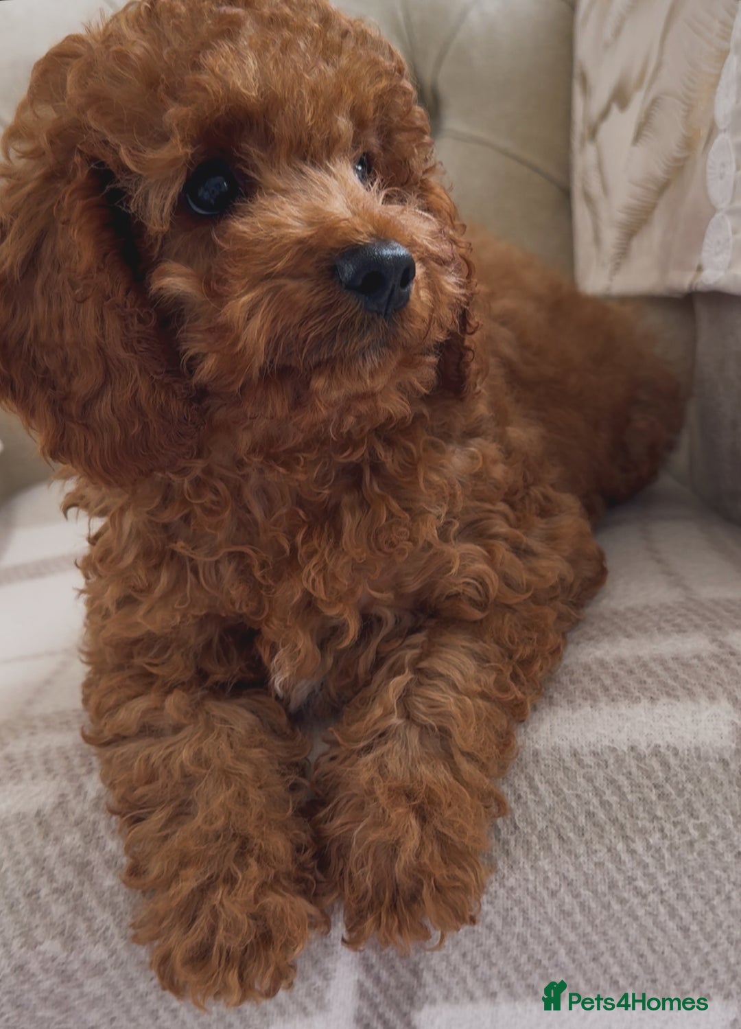 Cavapoo dogs for sale: Cavapoo boy 5 star licensed breeder - Image 1