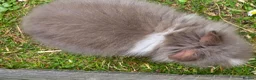 Lionhead rabbits for sale: Adorable baby purebred lionhead bunnies  - Advert 7
