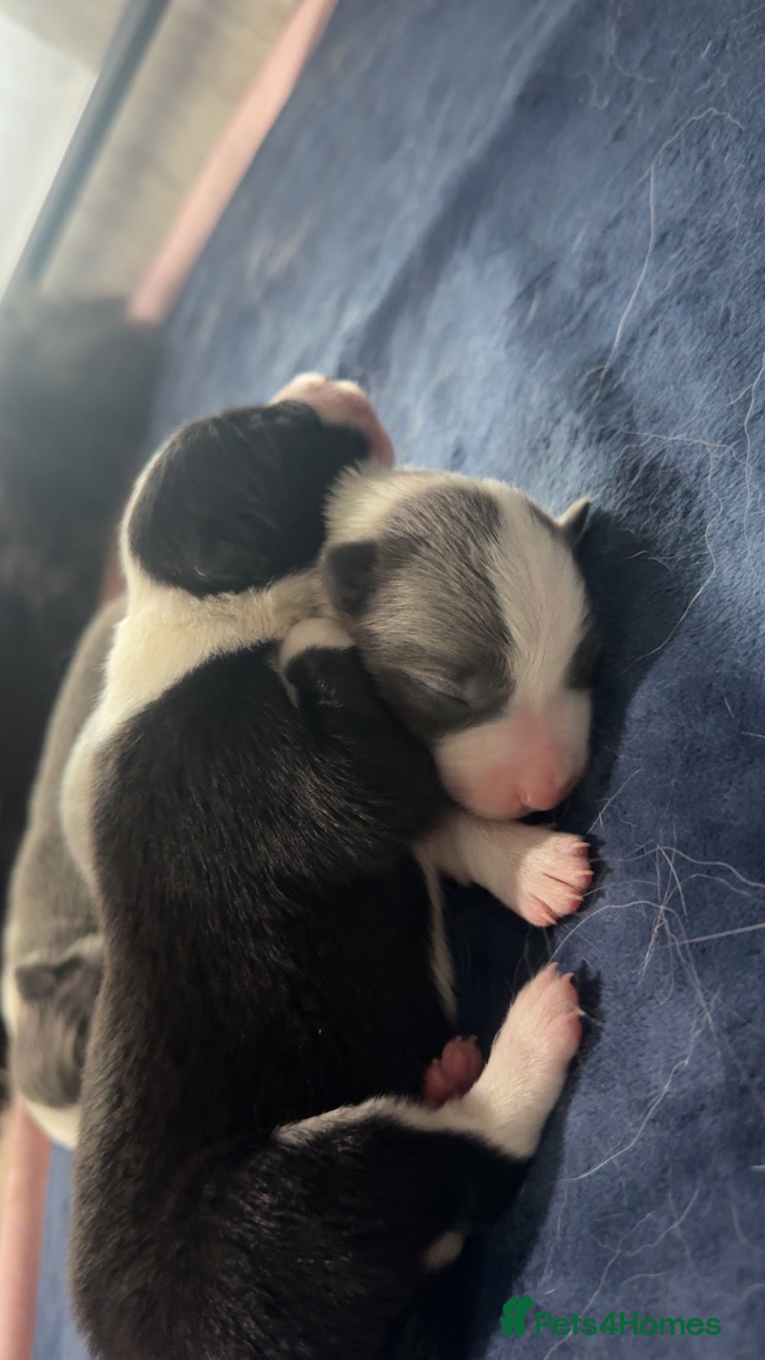 Border Collie dogs Border Collie Pups  - Advert 4