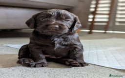 Cocker Spaniel dogs for sale: 3 Adorable kc reg working cocker spaniel puppies  - Image 17