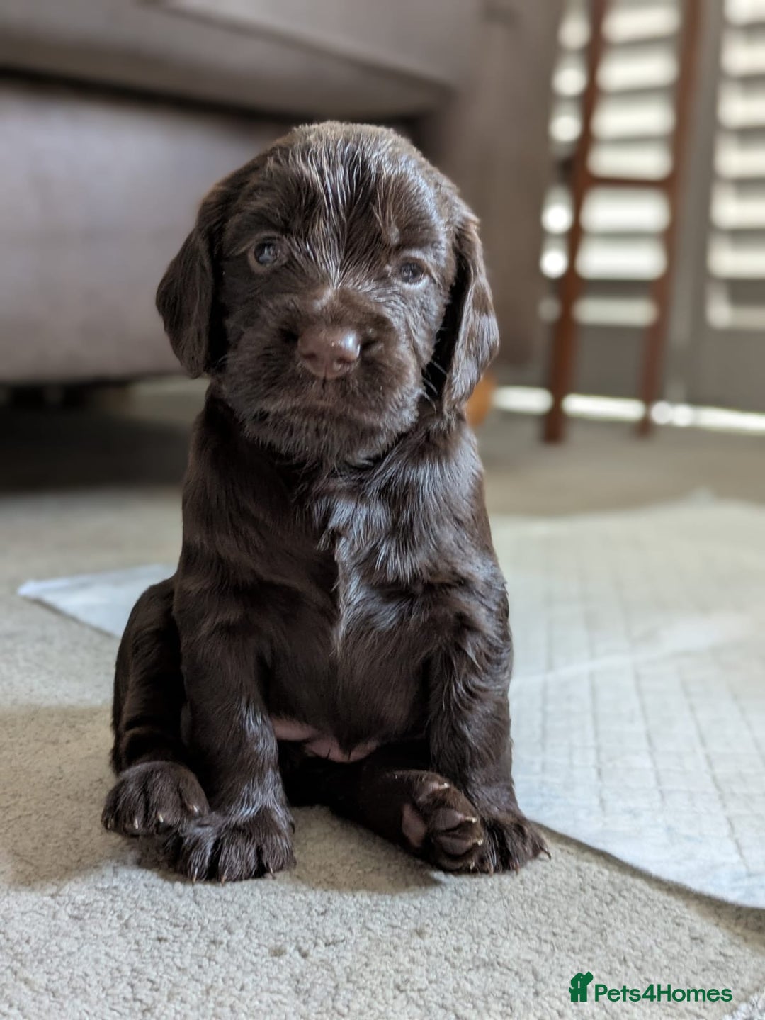 Cocker Spaniel dogs for sale: 3 Adorable kc reg working cocker spaniel puppies  - Image 17