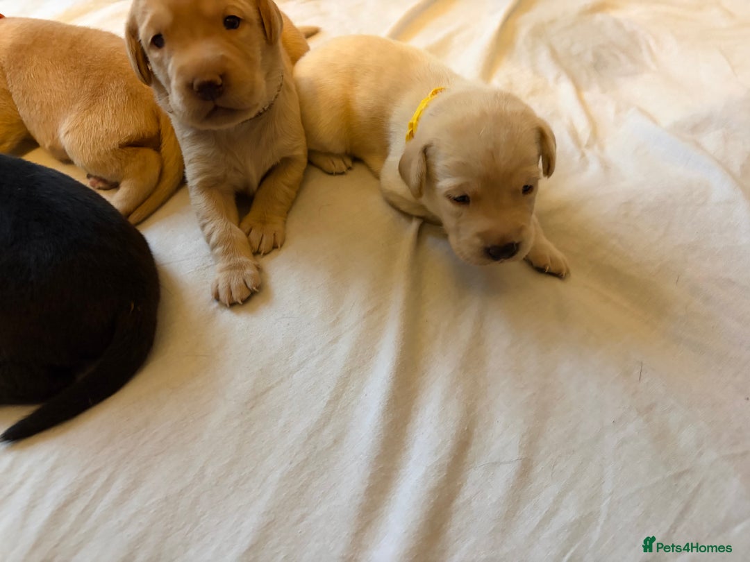 Labrador Retriever dogs for sale: KC Chunky Labrador Puppies - Advert 9