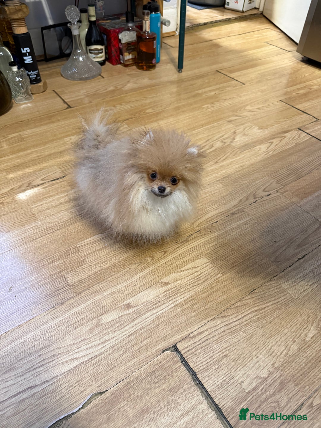 Pomeranian dogs for sale: Mini Pomeranian  - Advert 6