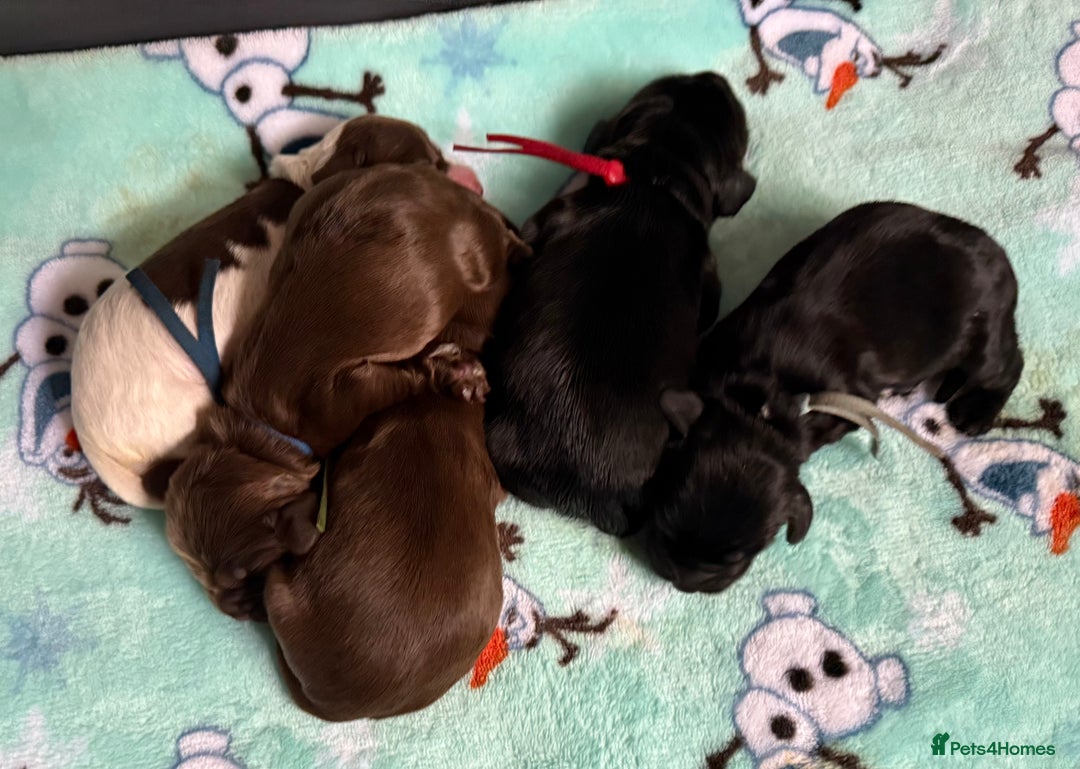 Cocker Spaniel dogs for sale: Show type cocker spaniel pups  - Advert 14