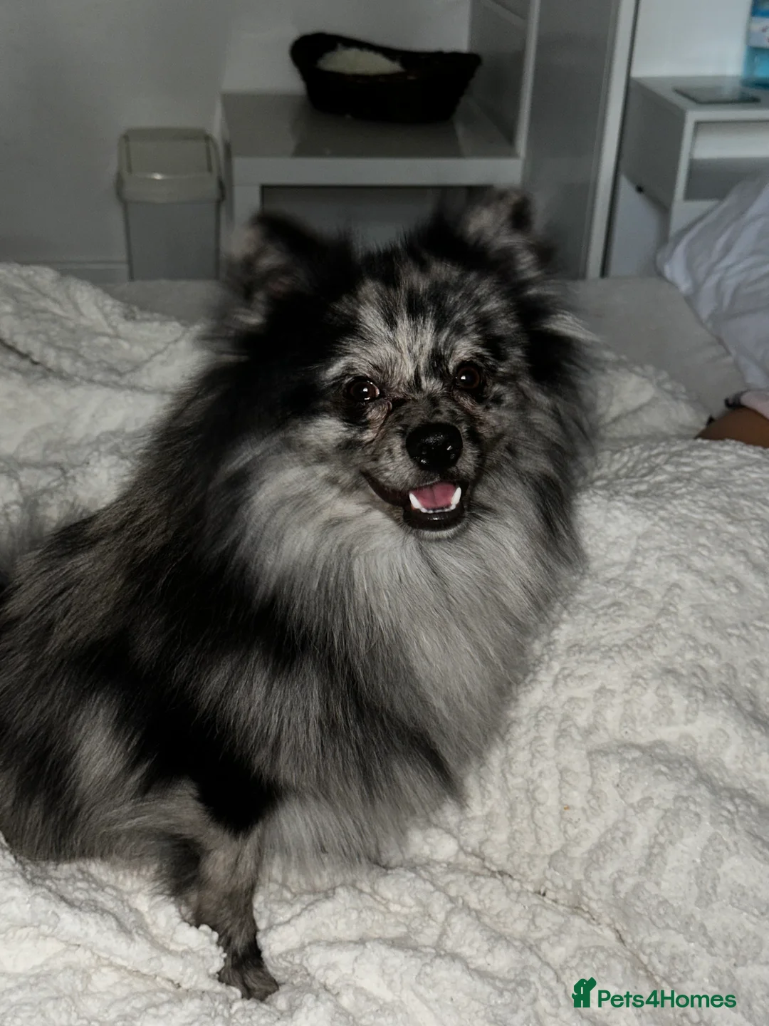 Pomeranian dogs for sale: Pom for sale - Advert 3