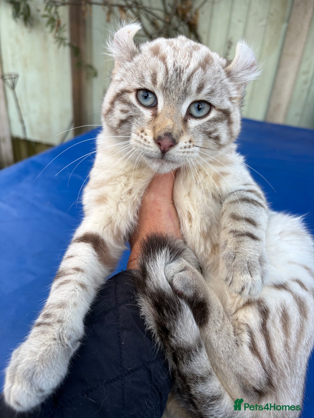 Savannah cats for sale: Superb snow leopard male  - Advert 31