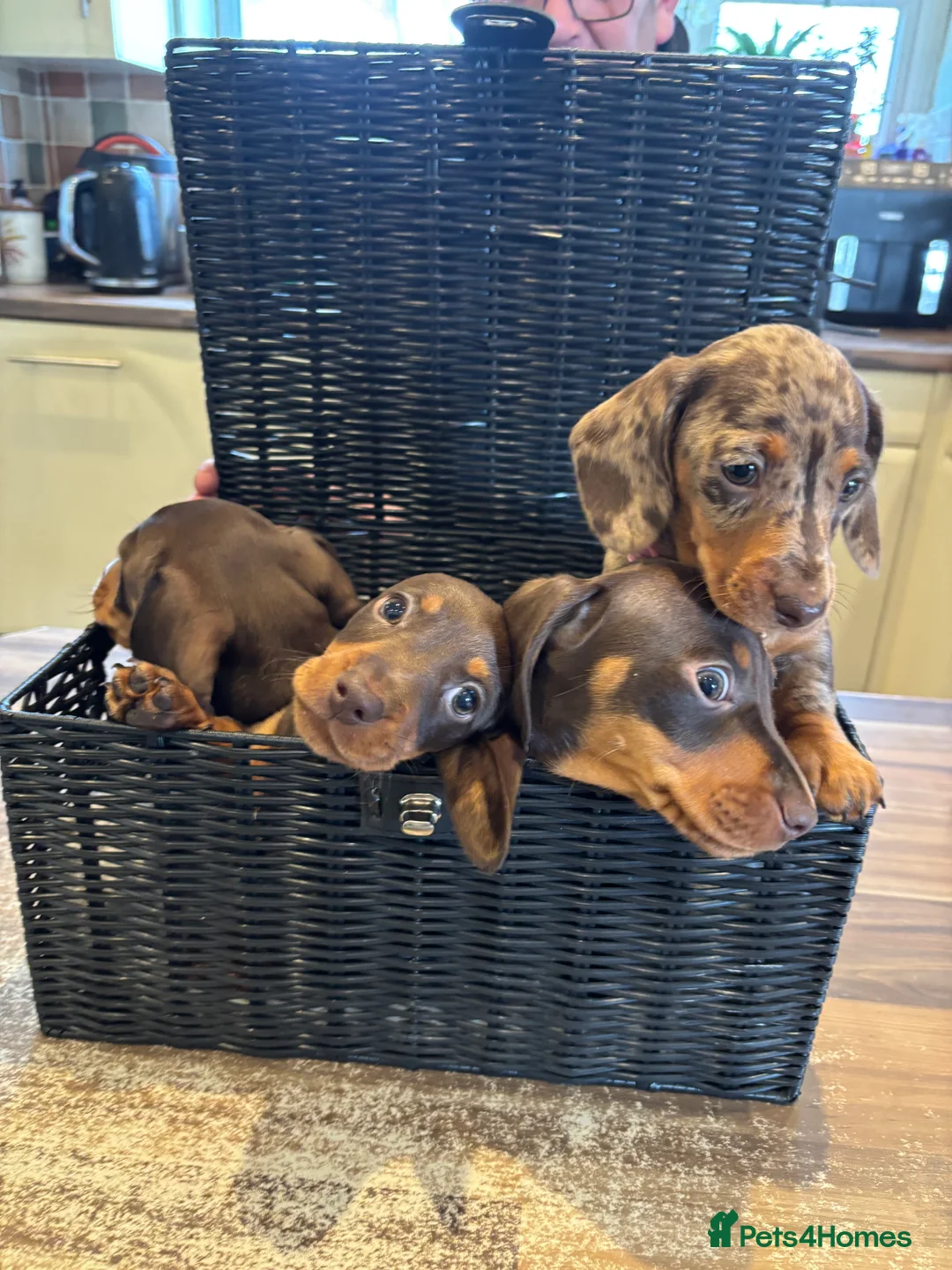Dachshund dogs for sale: Dachshund puppies - Advert 4