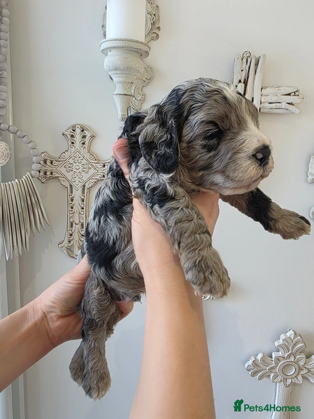 Cavapoo dogs for sale: Beautiful f1b cavapoo boys - Advert 3