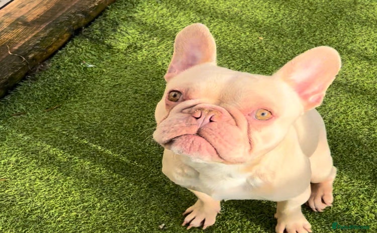 French Bulldog dogs - Advert 1