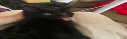 Mixed Breed cats for sale: READY NOW in Orpington - Advert 6