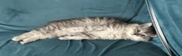 Persian cats for sale: Persian Chinchilla - Advert 6
