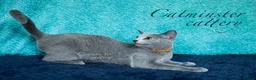 Russian Blue cats for sale: Purebred Russian blue kittens  - Advert 11