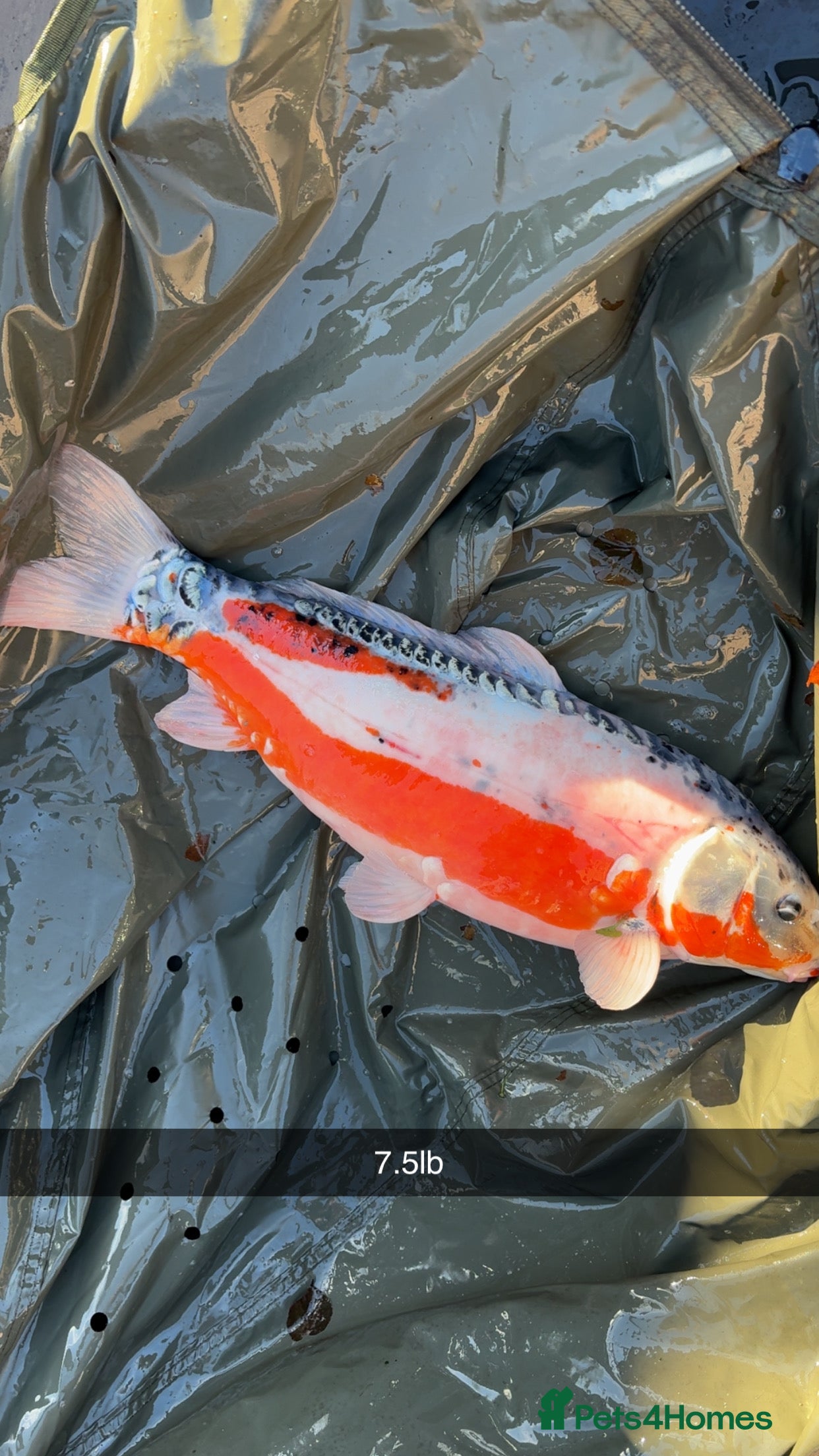 Koi Carp fish Koi carp  - Advert 1