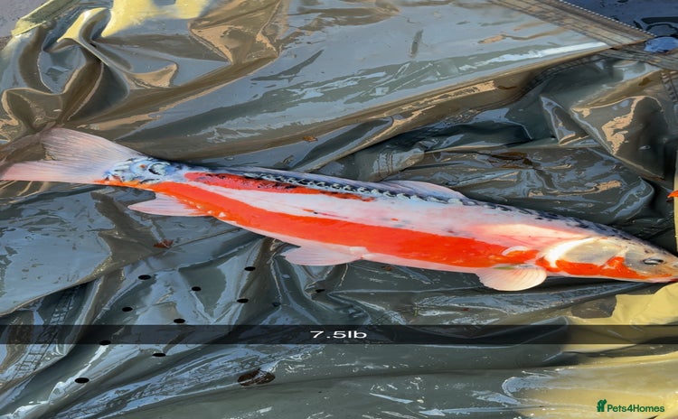 Koi Carp fish Koi carp  - Advert 1