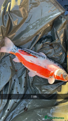 Koi Carp fish Koi carp - Advert 1