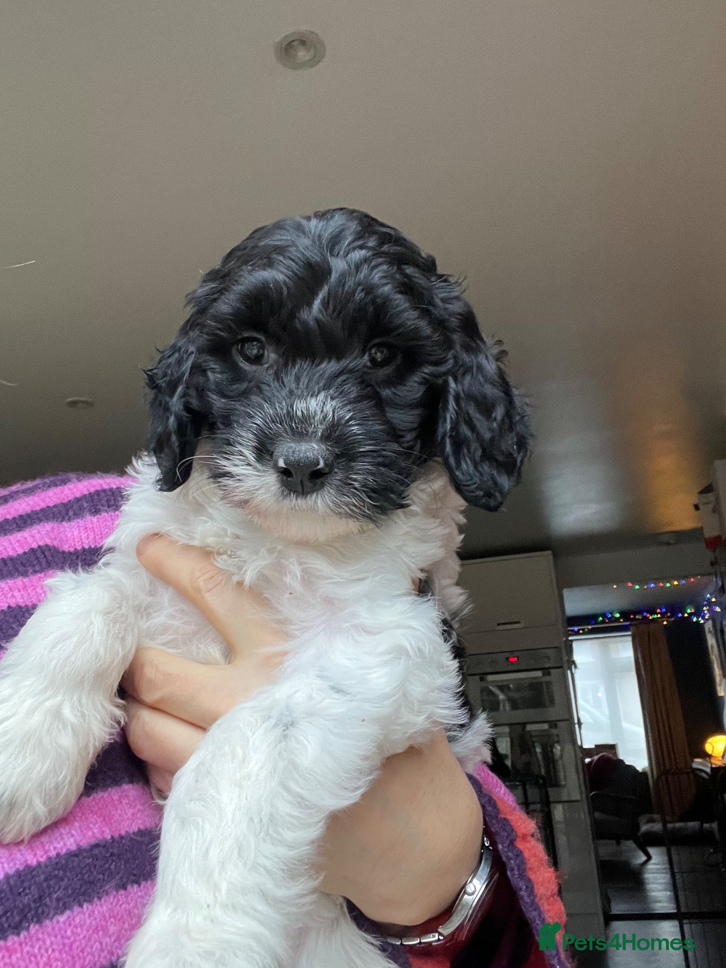 Sproodle dogs LAST ONE!  Beautiful F2 Springer-Poodle Cross Pups - Advert 5