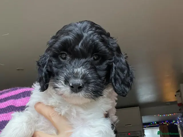 Sproodle dogs LAST ONE! Beautiful F2 Springer-Poodle Cross Pups - Advert 2
