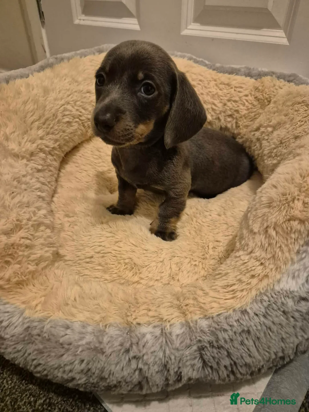 Miniature Dachshund dogs for sale: KC Dachshund puppies  - Advert 19
