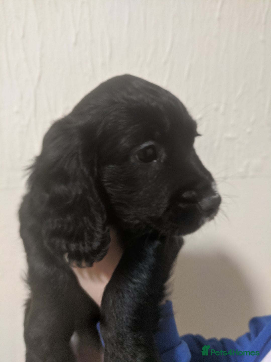Cocker Spaniel dogs for sale: Only 3 beautiful kc working cocker spaniels left  - Advert 5