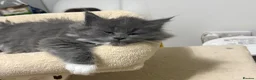 Maine Coon cats for sale: Beautiful full Maine Coon kittens  - Advert 2