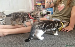 Mixed Breed cats for sale: Adorable kittens in London(SE18)😻💓😻 - Image 8