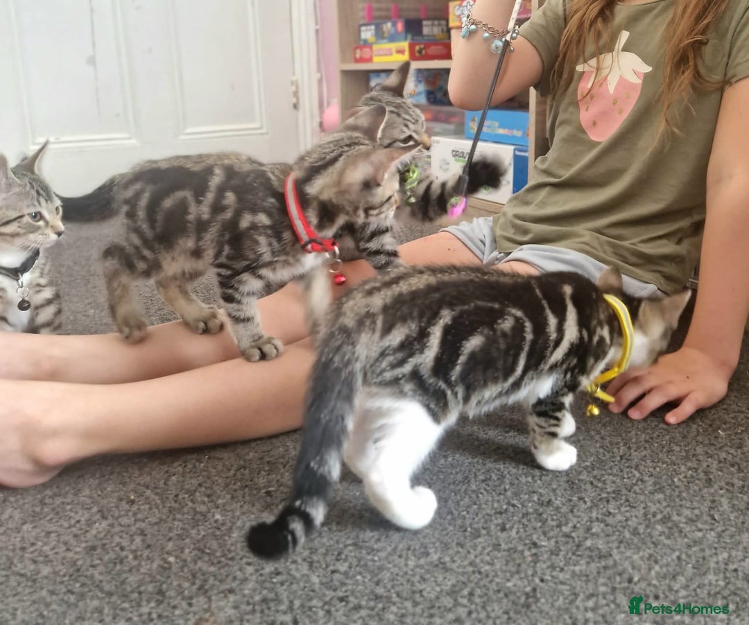 Mixed Breed cats for sale: Adorable kittens in London(SE18)😻💓😻 - Image 8