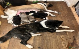 Akita dogs for sale: Akita Puppies for Sale - Advert 13