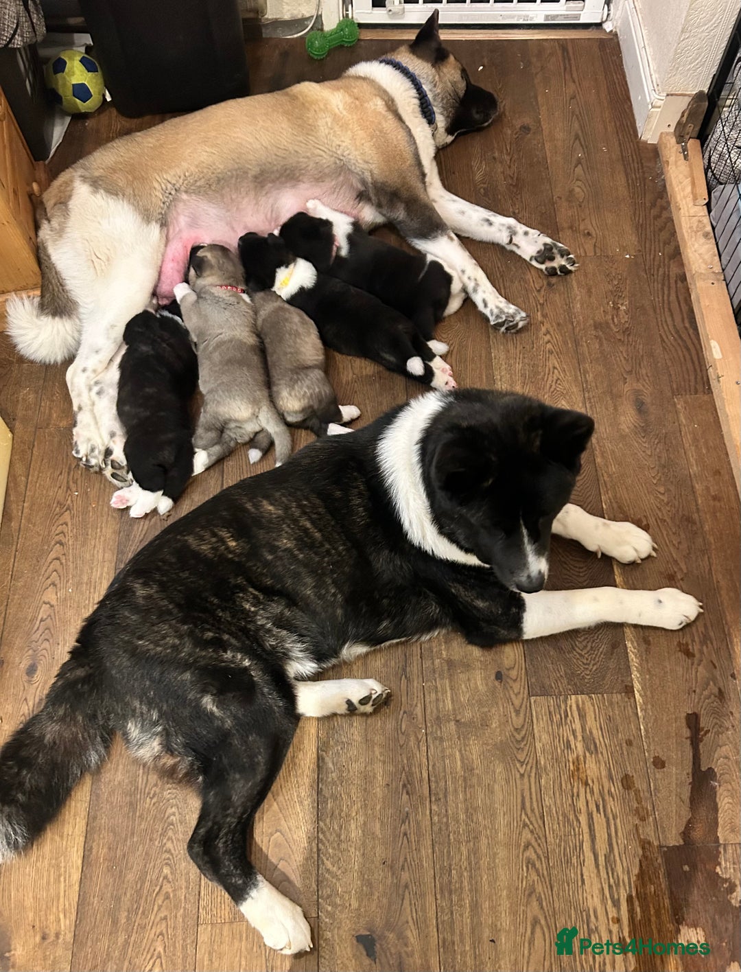 Akita dogs for sale: Akita Puppies for Sale - Advert 13