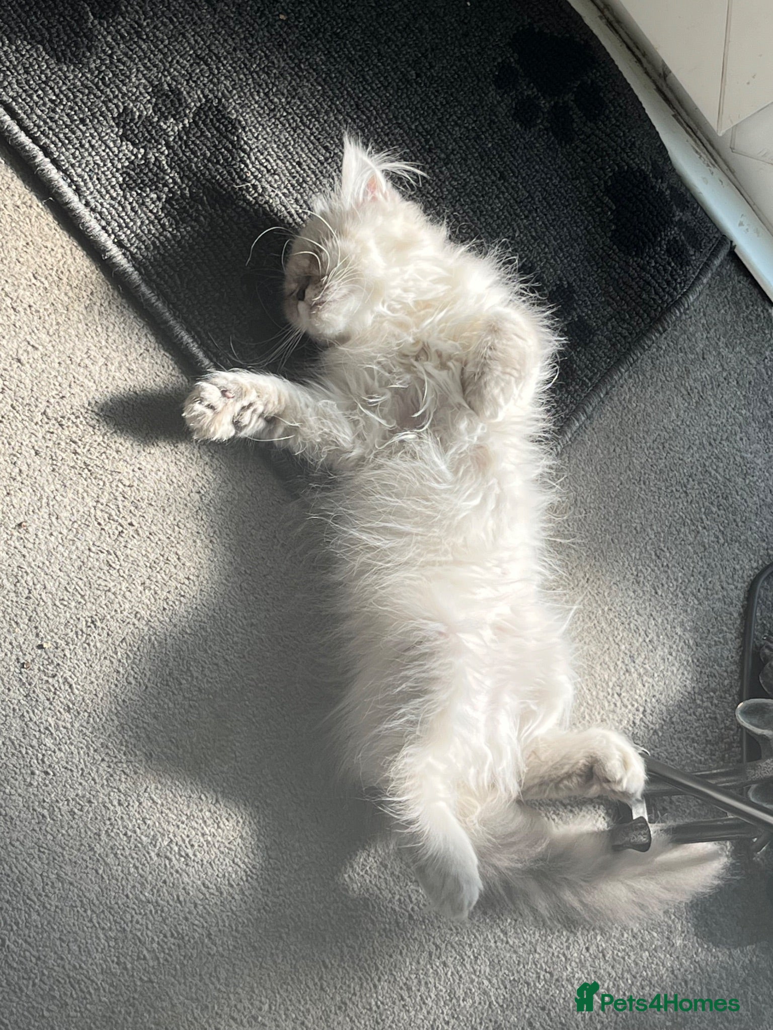 Persian cats Ready Now  Gorgeous blue eyed Himalayan cutie (M)  - Advert 1