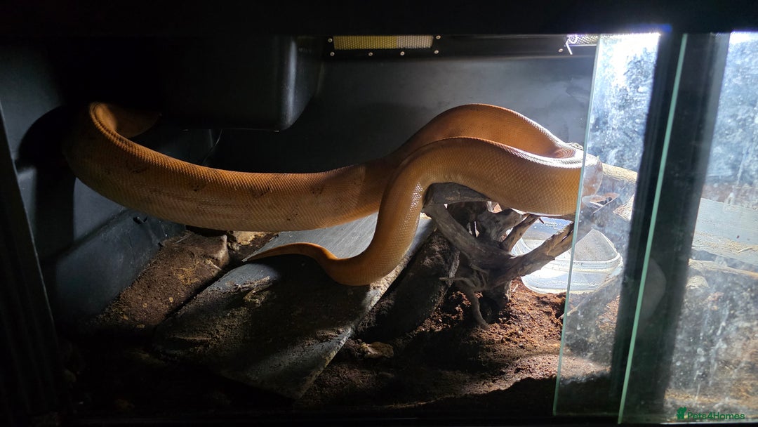 Boa Snake reptiles for sale: Bloody sunset Boa female and full set up and viv - Advert 6