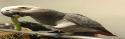 Parrots birds for sale: congo african gray parrots for sale  in Oldham - Advert 2