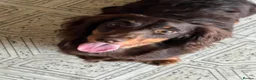 Miniature Dachshund dogs for sale: KC REGISTERED BOY AVAILABLE PET HOME ONLY - Advert 3