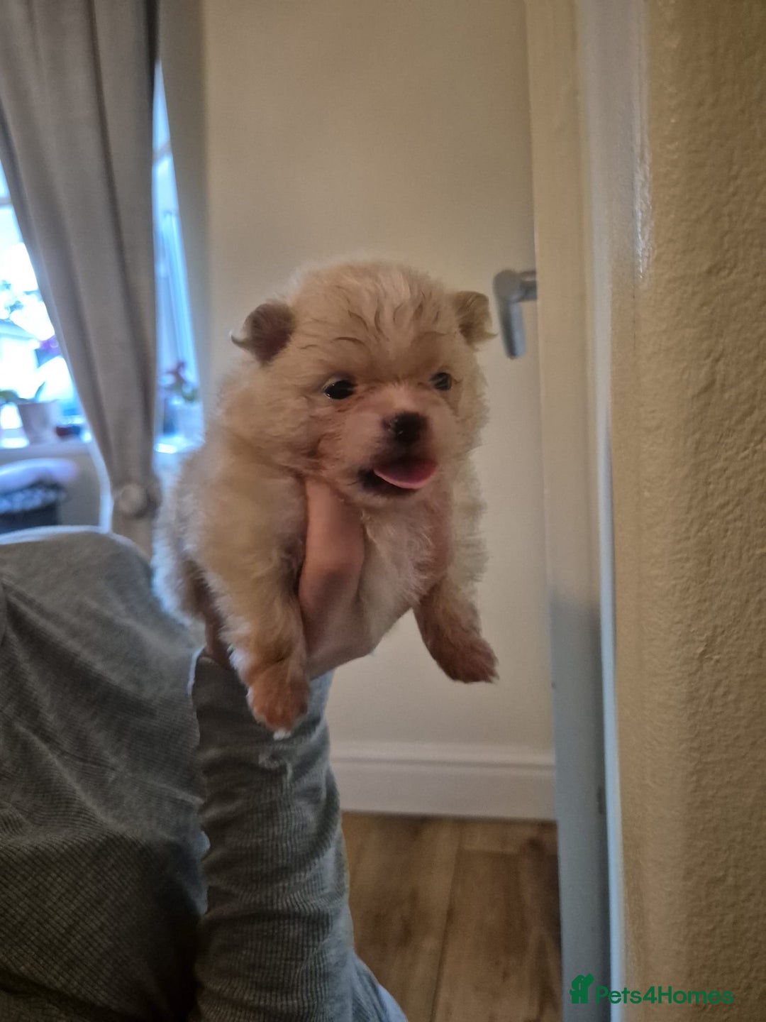 Pomeranian dogs for sale: Beautiful Pomeranian Puppies - Image 10