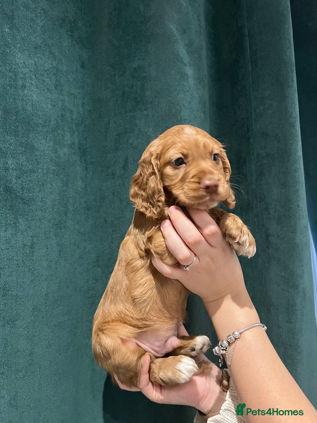 Cocker Spaniel dogs for sale: Cocker Spaniel Puppy  - Advert 3