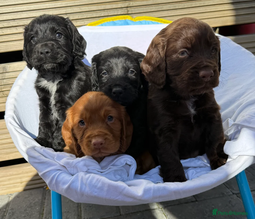 Cocker Spaniel dogs for sale: Cockerspaniel puppy's  - Advert 1