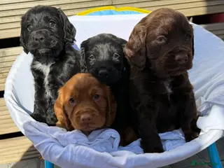 Cocker Spaniel dogs Cockerspaniel puppy's - Advert 2