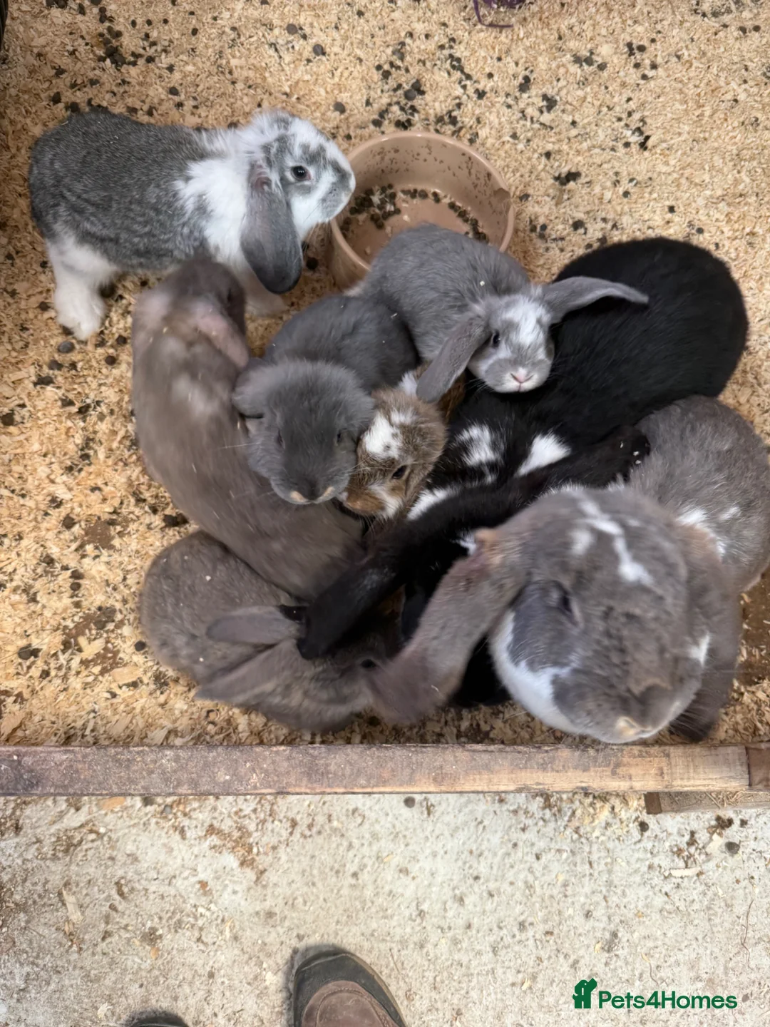 French Lop rabbits for sale: Stunning French lop babies - Advert 2