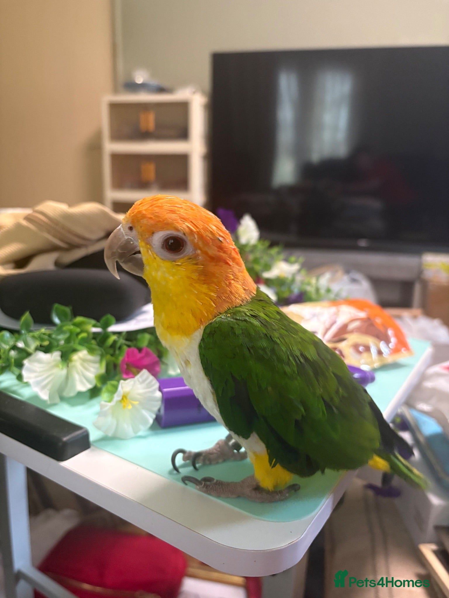 Parrots birds Caique - Advert 14