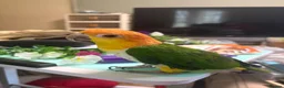 Parrots birds for sale: Caique in Thetford - Advert 1