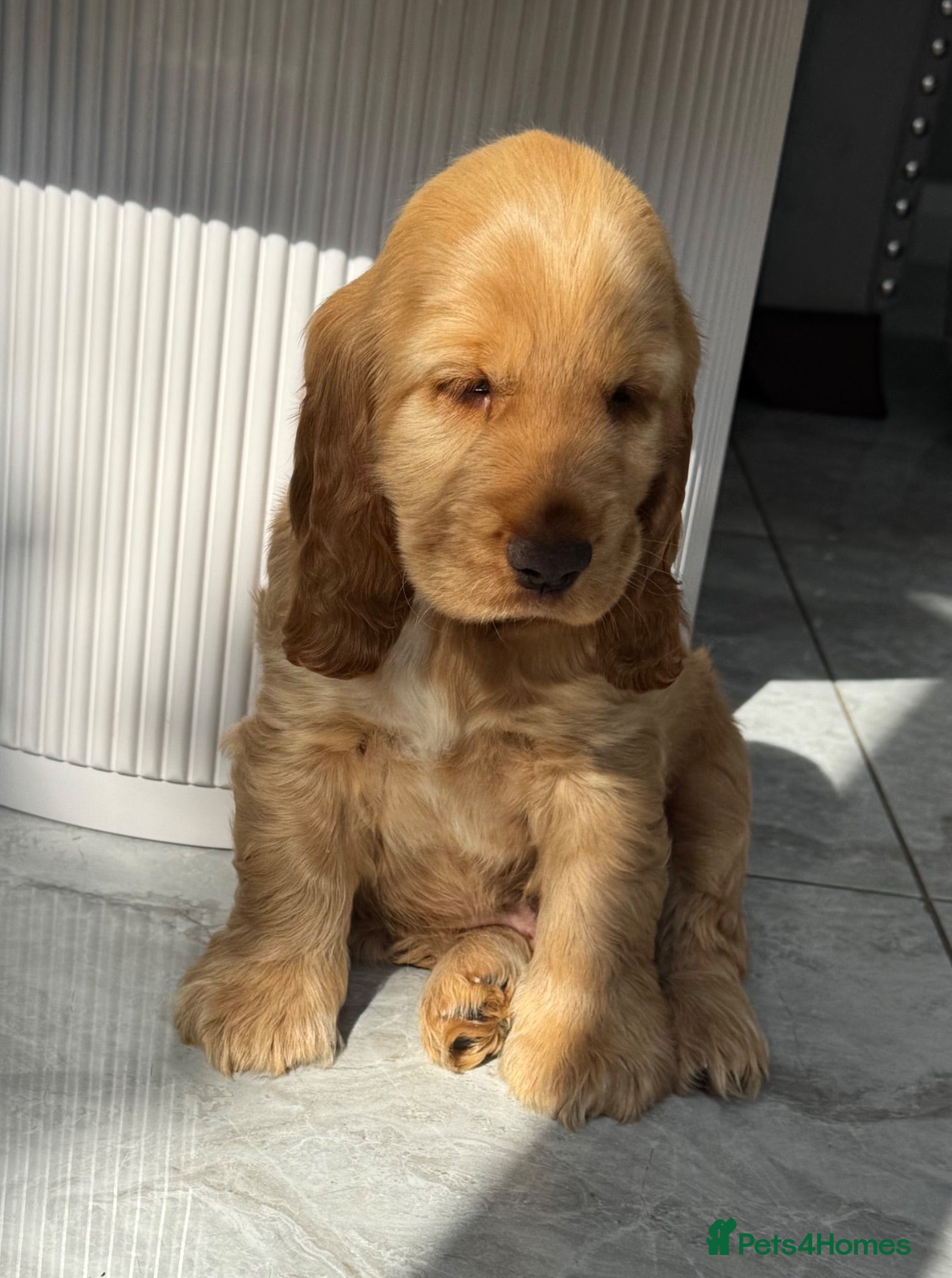Cocker Spaniel dogs Quality Simbawood Lines TRUE Show Type Cocker  - Advert 5