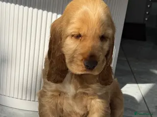 Cocker Spaniel dogs Quality Simbawood Lines TRUE Show Type Cocker - Advert 5