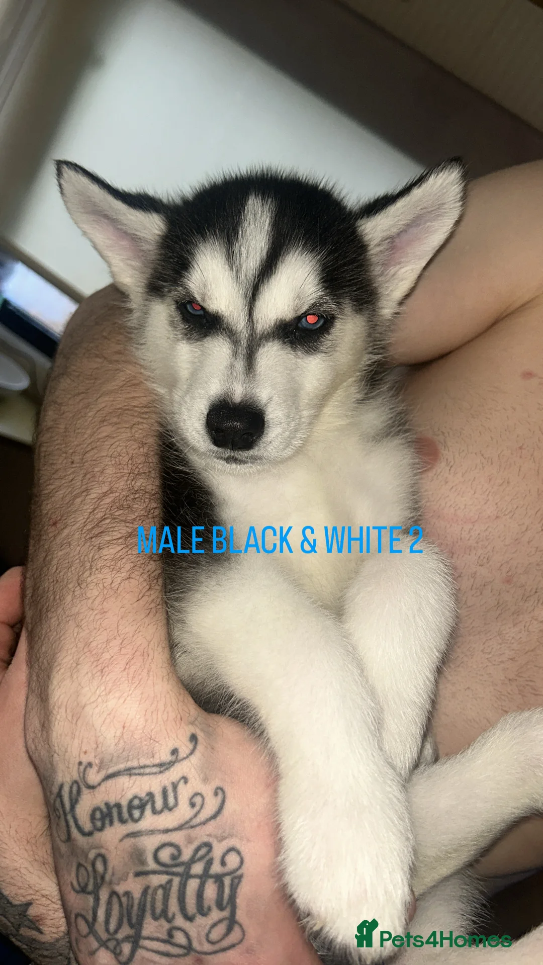 Siberian Husky dogs for sale: PURE SIBERIAN HUSKY PUPPIES  - Advert 16