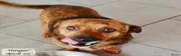 Mixed Breed dogs for adoption: Tiny Gordon 6-7 kg  AVAILABLE FOR ADOPTION  in Brixham - Advert 8