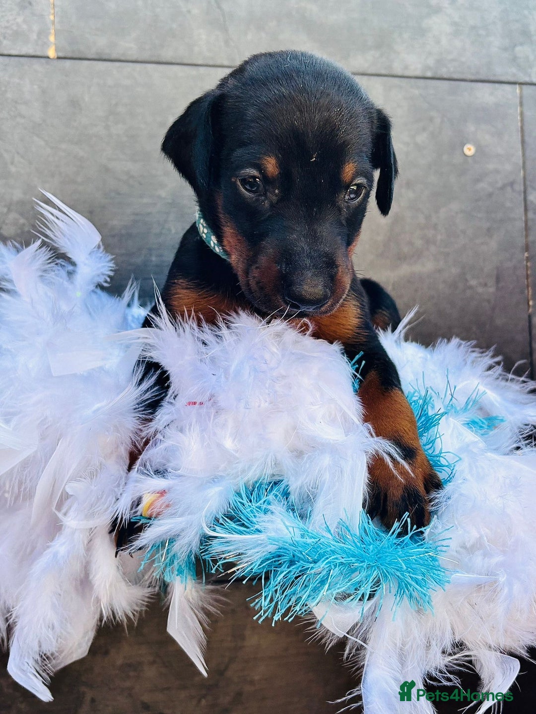 Dobermann dogs for sale: Welcoming the Disco Dobermans litter  - Image 13