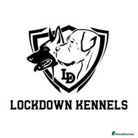 Cane Corso dogs ONE & ONLY UK LITTER DEL DYRIUM BLOOD LINES 🖤 - Advert 8