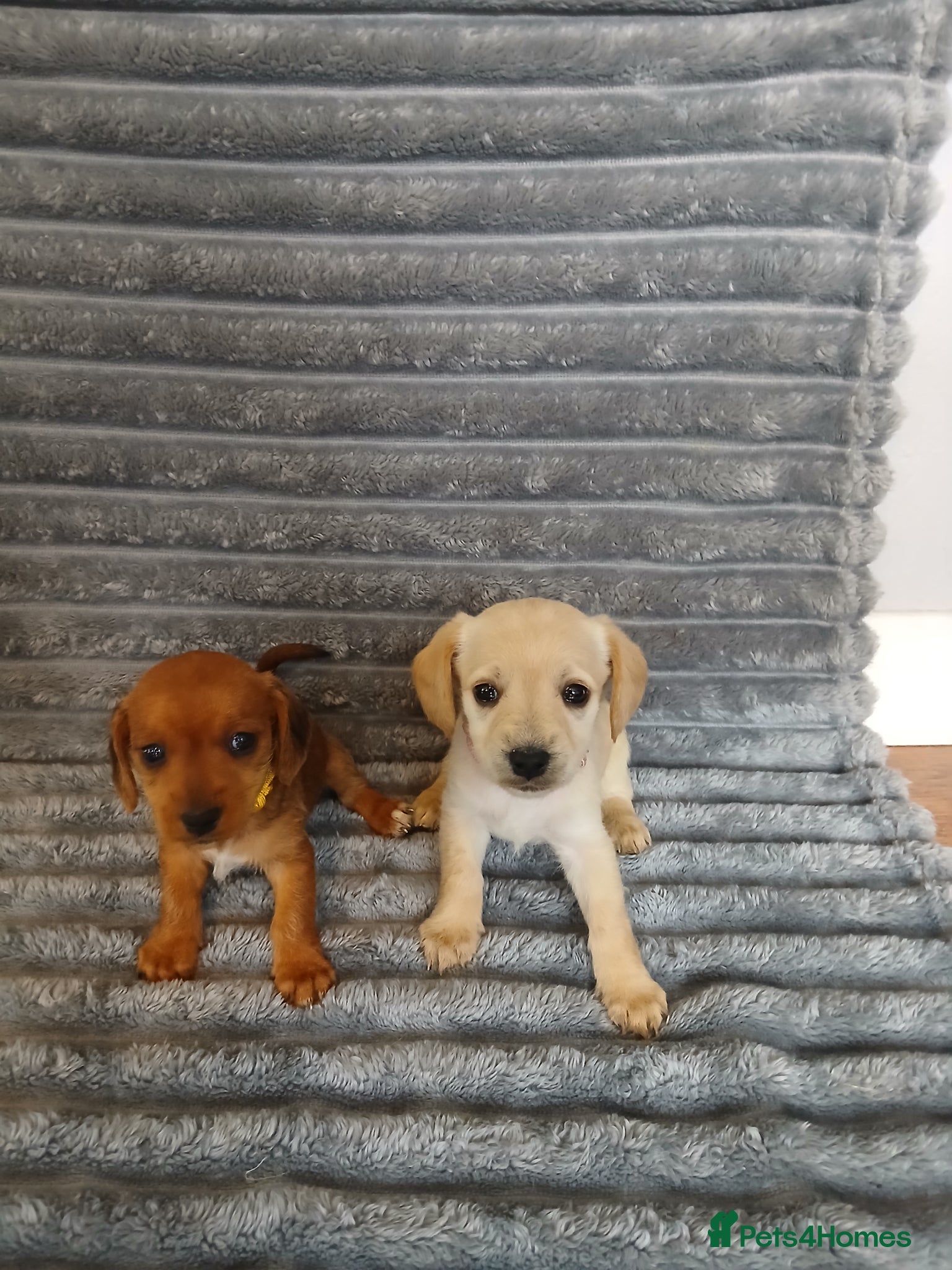 Mixed Breed dogs for sale: 8 dachshund x jack Russel puppies  in Henfield - Advert 34