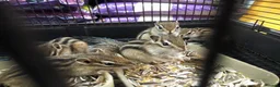 Mixed Breed rodents for sale: Siberian Chipmunk for sale - Advert 3